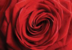 1382 New Red Rose